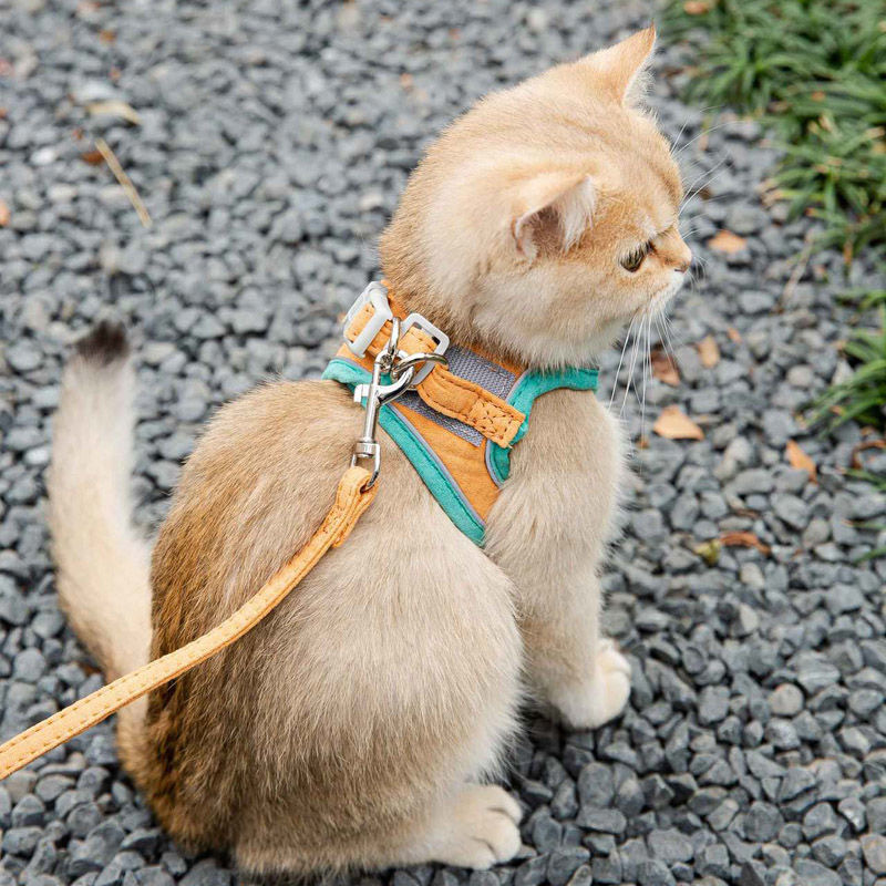 pet leash