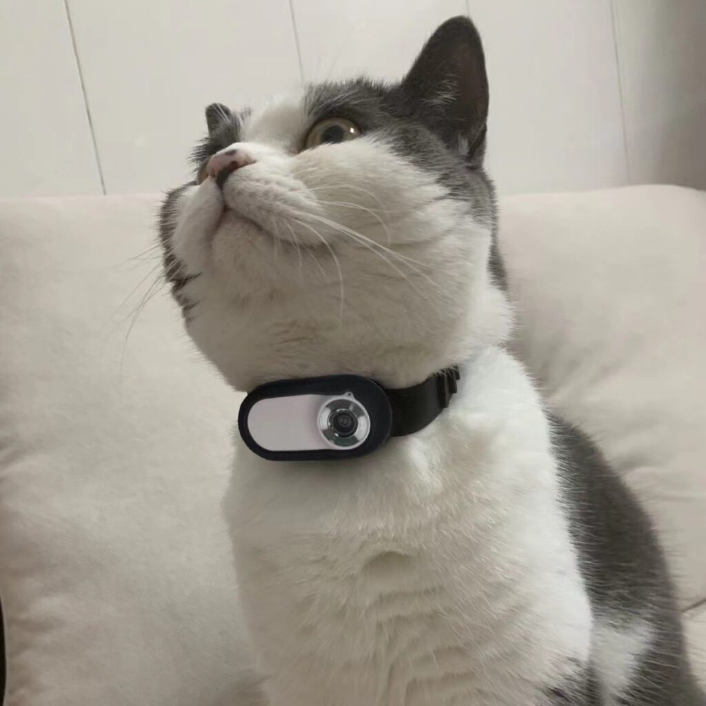 pet collar camera