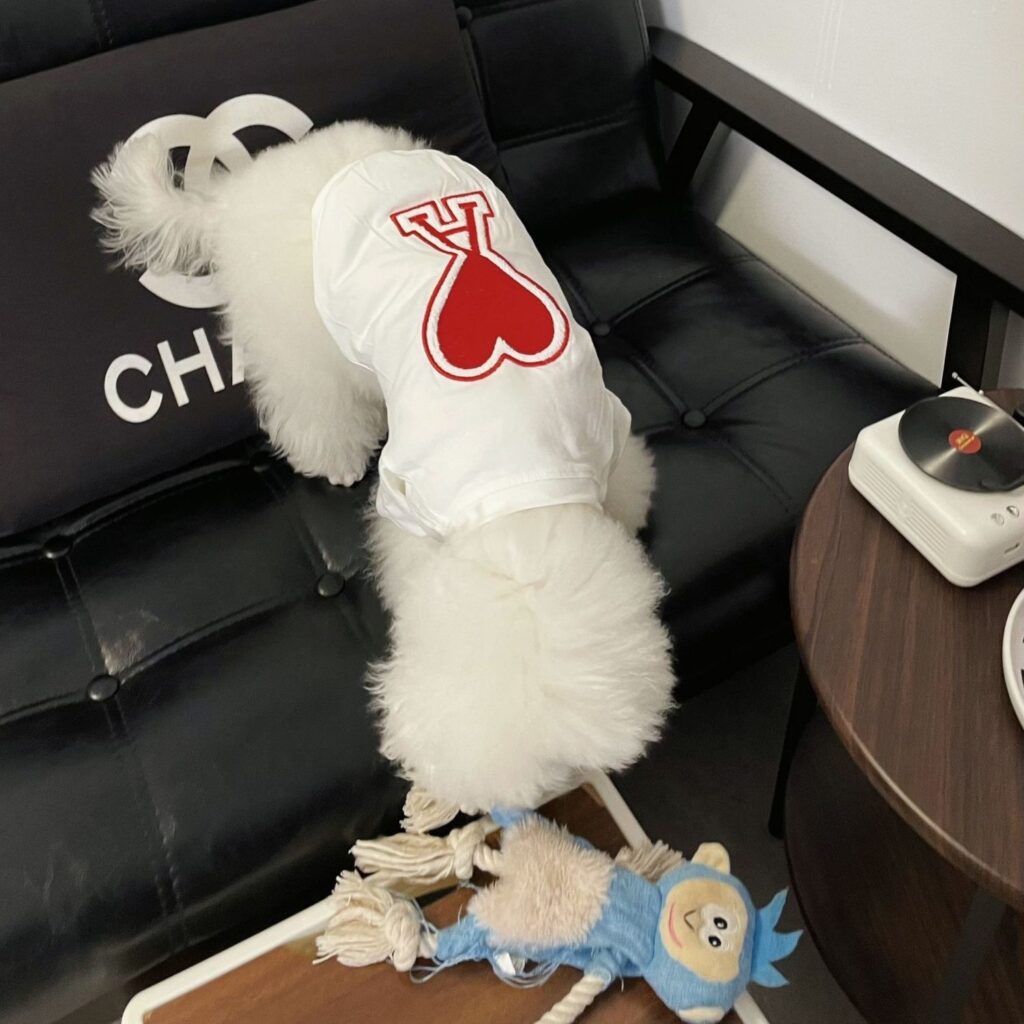 personalized pet clothes