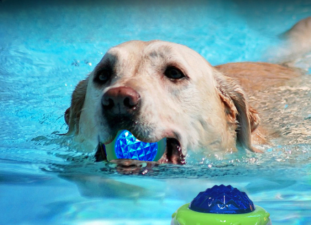 pet toy stick to throw in the water