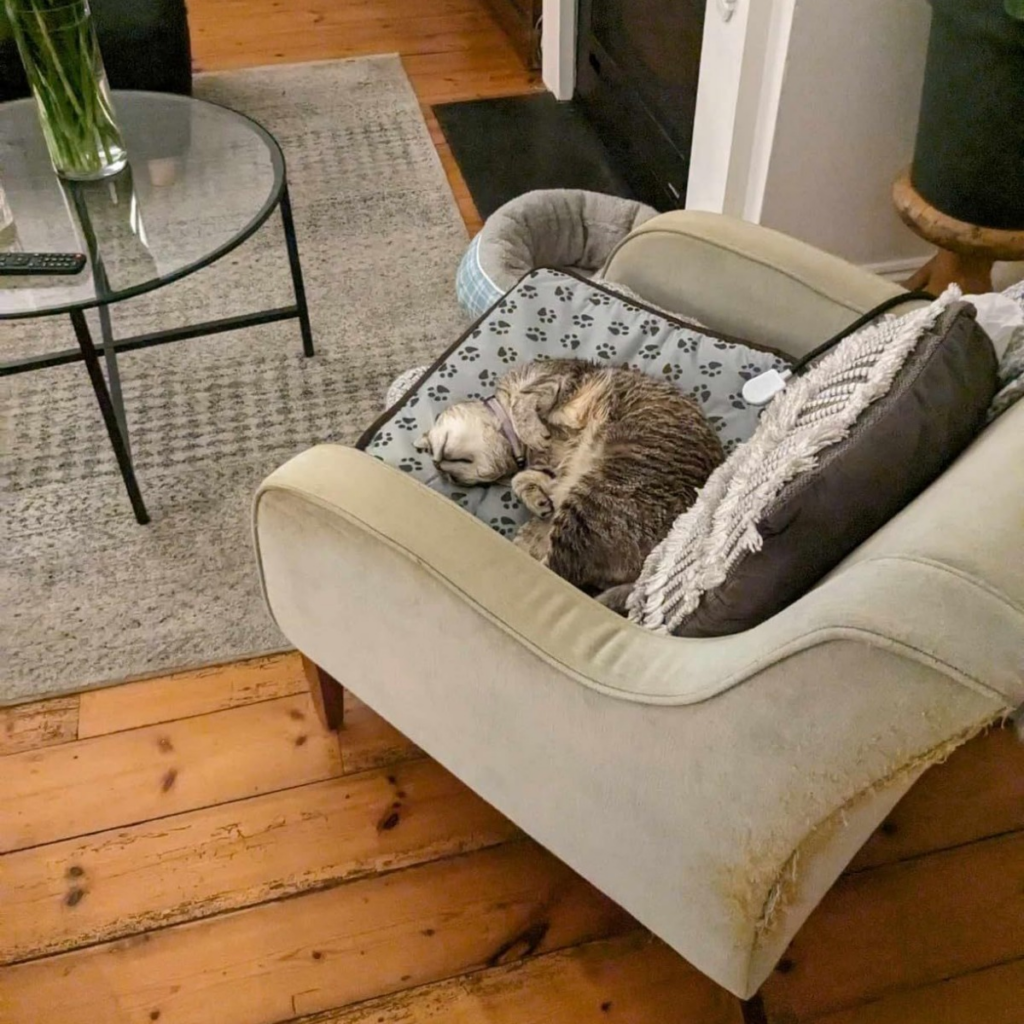 heating pet bed