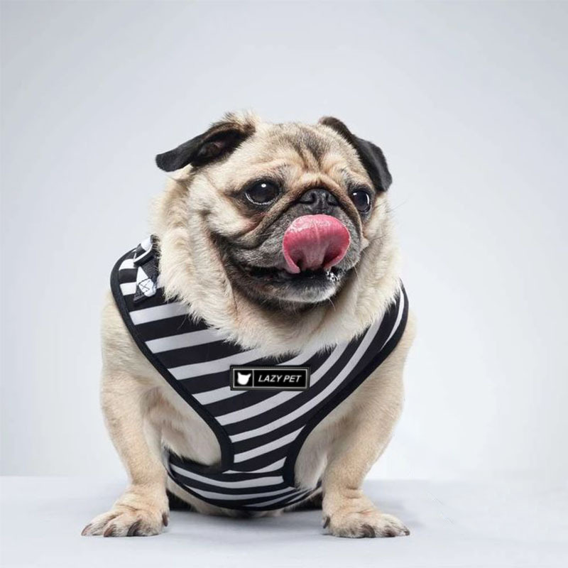 designer pet clothes