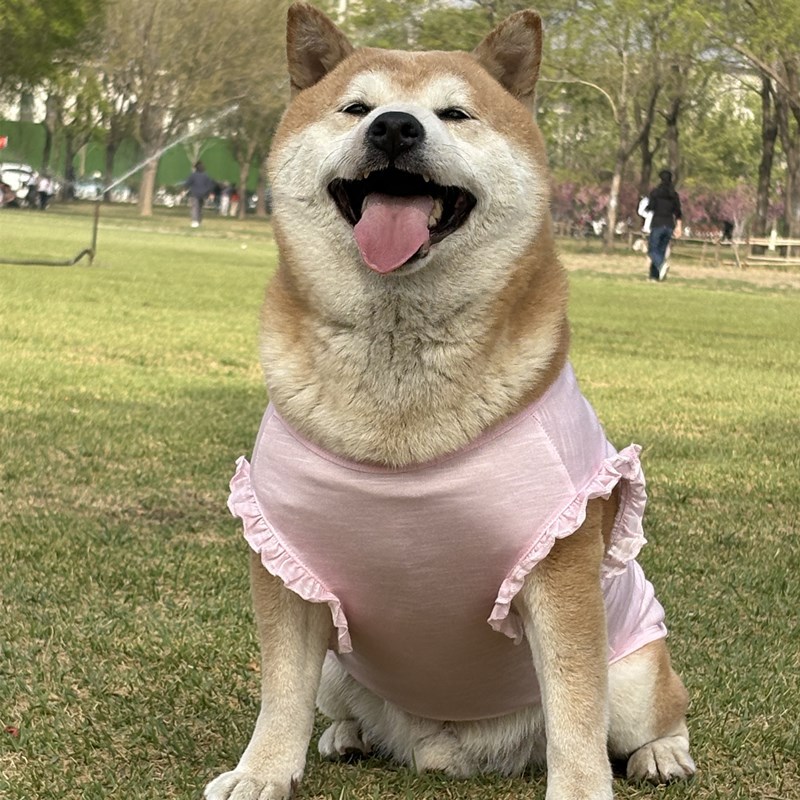 Top5 United States dolly parton pet clothes purchase