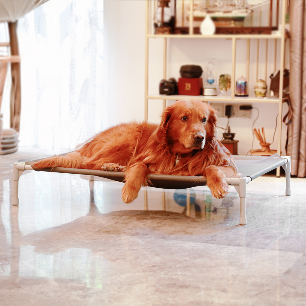 TOP5 Raised Pet Beds in Canada
