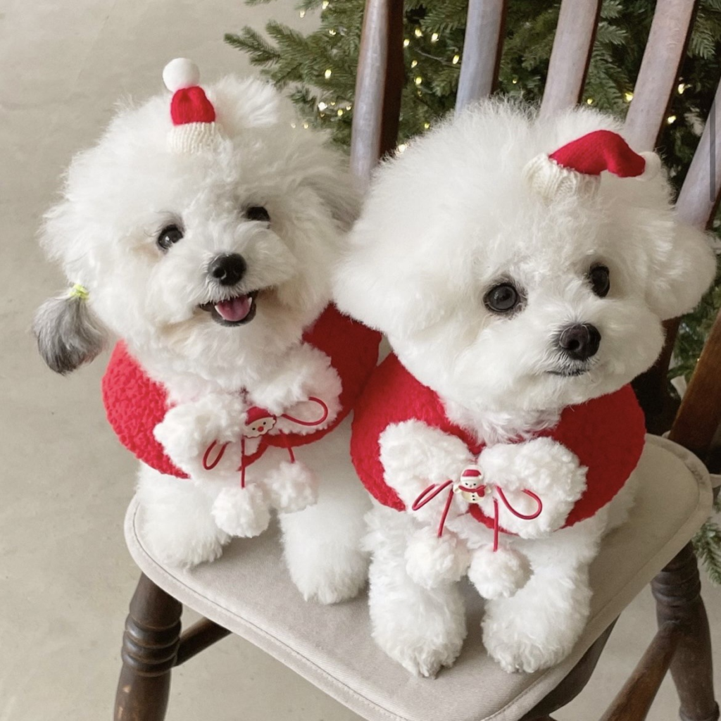 Top 10 Christmas Pet Clothes In The United States