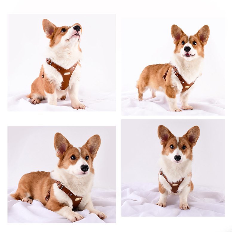 Top 10 coach pet leash in Canada