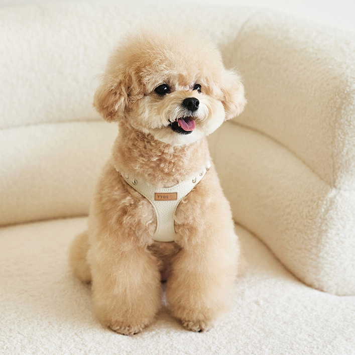 Top 10 coach pet leash in Canada