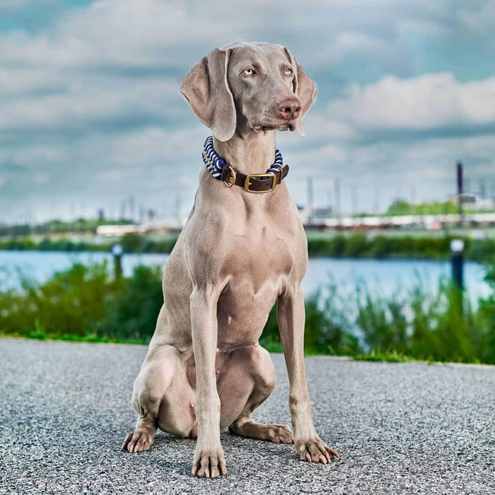 Top 10 designer pet leash in Switzerland