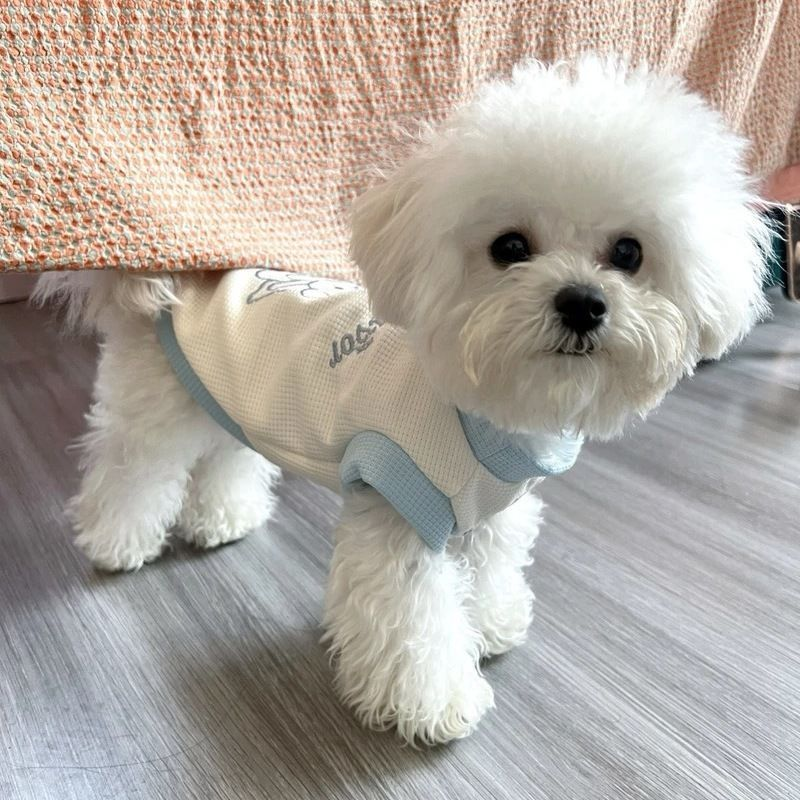 Top 10 dior pet clothes in United Kingdom