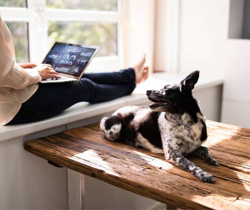 Top Pet Dropshipping Suppliers in 2026: An Expert, Hands On Review for Serious B2B Sellers